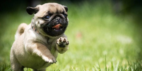 小巴哥犬(怎么才能让它健康成长)