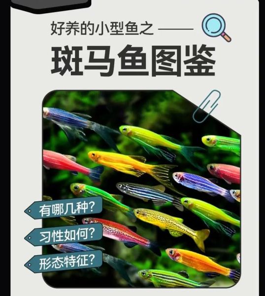 小斑马鱼(究竟是哪里出了问题)