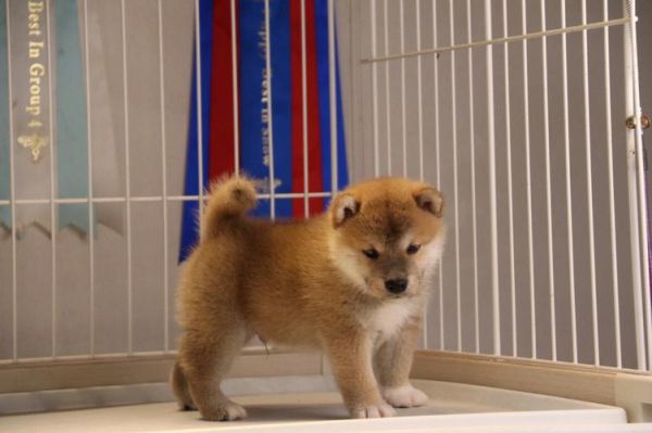 小柴犬(这是在干嘛呢)
