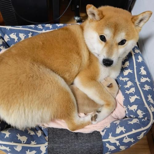 小柴犬(这是在干嘛呢)