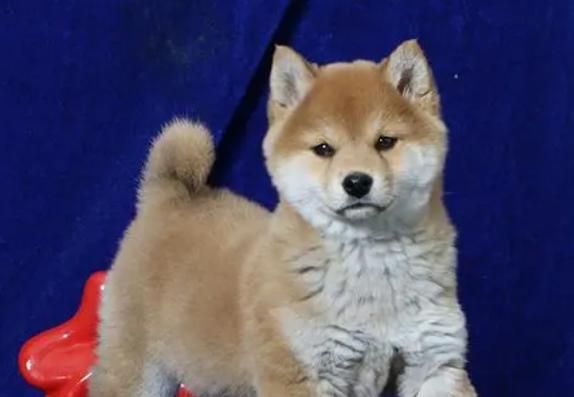 小柴犬大概多少钱(到底多少钱才能买到一只品相好的)