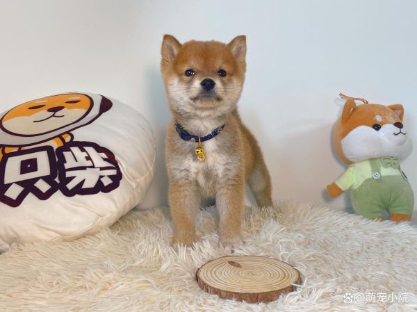 小柴犬大概多少钱(到底多少钱才能买到一只品相好的)