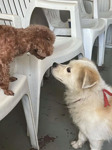 小熊犬(一只手还能抱得住吗)