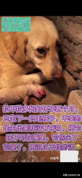 小狗一般的妊娠期为多久?(听说两个月就能生)