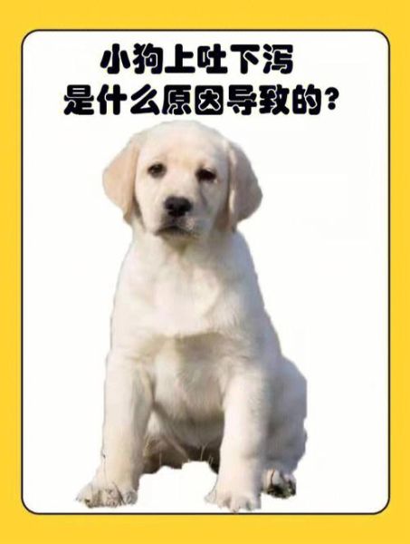 小狗上吐下泻(还是更严重的问题)