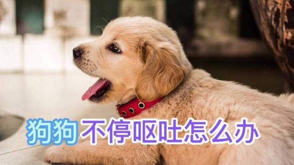 小狗上吐下泻(还是更严重的问题)