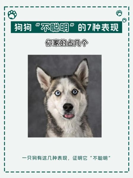 小狗吃多了(怎么才能帮它缓解)