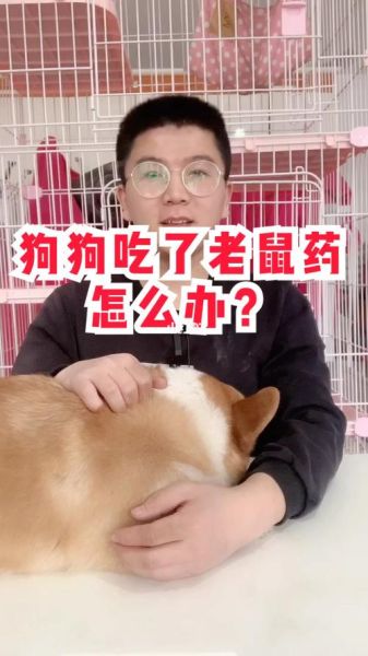 小狗吃多了怎么办( 怎么才能让它舒服点)