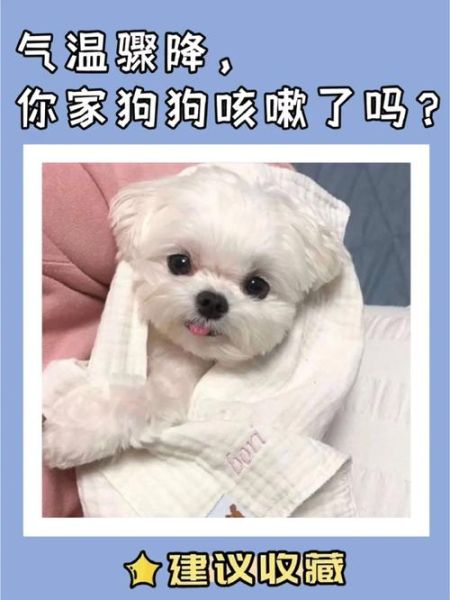 小狗咳嗽怎么办(是不是有什么大病)