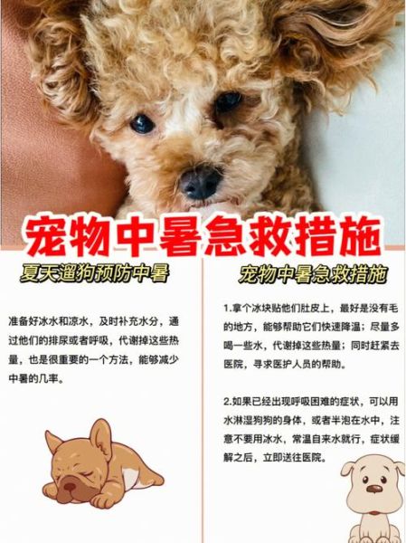 小狗总是拉稀怎么办(难道是着凉了)
