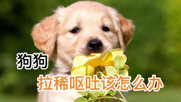 小狗拉稀呕吐怎么办(还是被什么东西感染了)