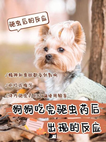 小狗拉稀怎么办(要喂什么药才有效)