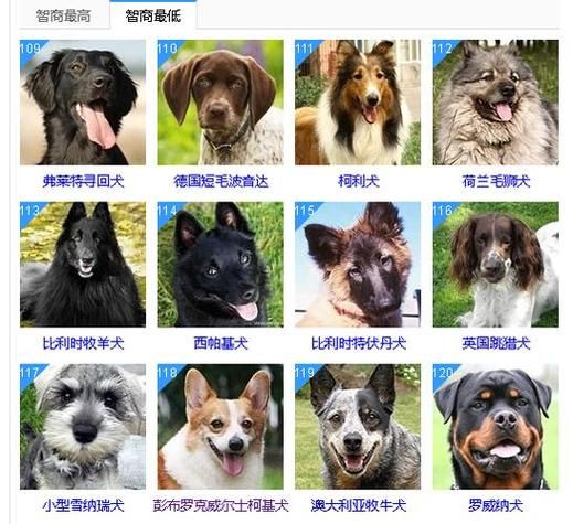 小狗狗的名字( 叫什么才显得它很乖巧)