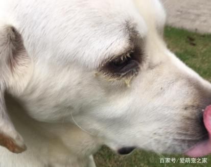 小狗眼屎多(是遗传问题还是饮食问题)