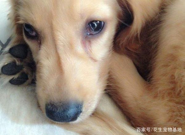 小狗眼泪多(还是吃太多盐了)