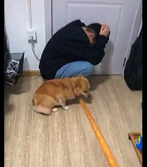 小狗罚站(主人如何才能让狗狗记住教训)