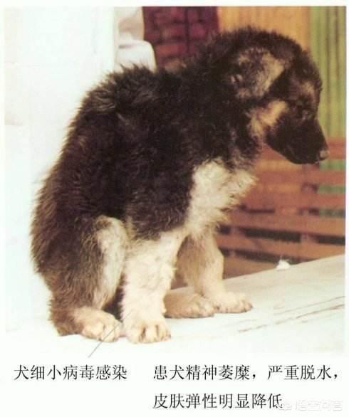 小狗翻肠子( 民间偏方真的能治翻肠子吗)