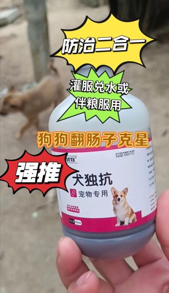 小狗翻肠子( 民间偏方真的能治翻肠子吗)
