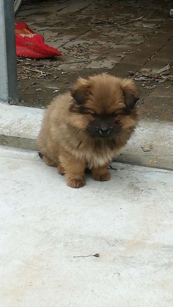 小狮子狗(还是后天养出来的)