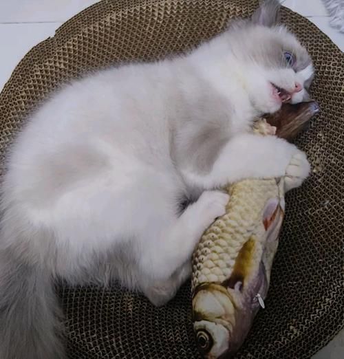小猫吃鱼(会是什么样子)