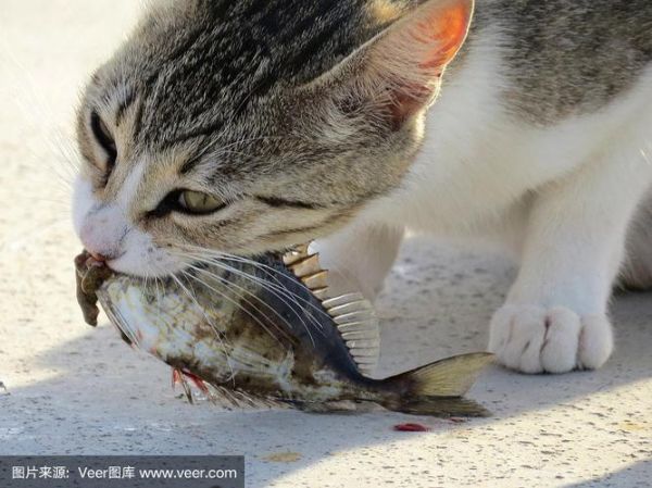 小猫吃鱼(会是什么样子)