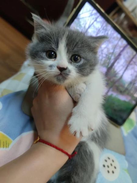 小猫回家(它会回到猫的世界吗)