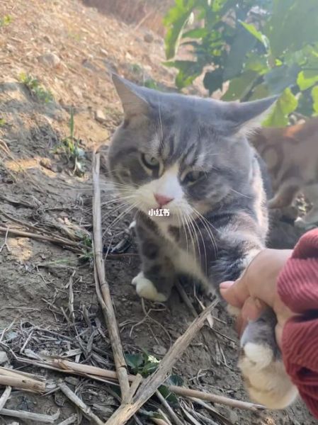 小猫回家(它会回到猫的世界吗)
