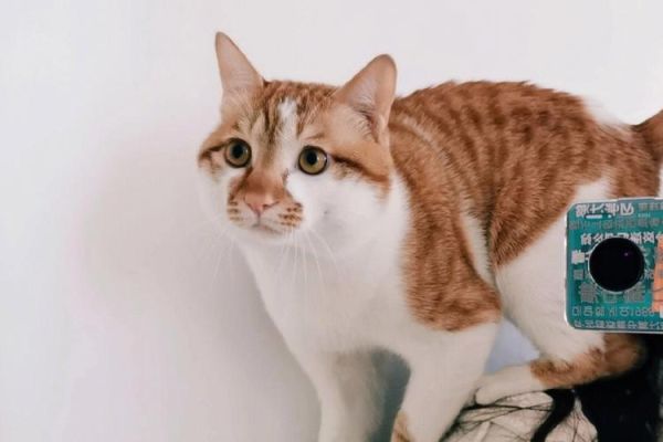 小猫的感觉( 它们是如何感知这个世界)