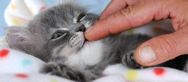 小猫的感觉( 它们是如何感知这个世界)