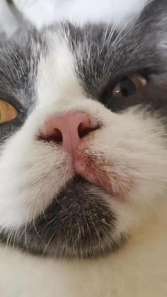 小猫的特点(小猫咪的嘴巴里藏着什么秘密呢)