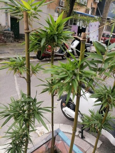 小琴丝竹(浇水要浇多少)