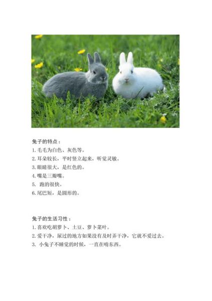 小白兔的生活习性(怎么还爱打洞)