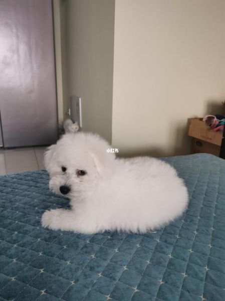 小白熊狗(它真的像小白熊一样可爱吗)