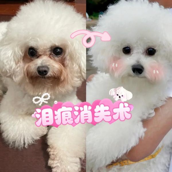 小白狗(你会用什么方法)