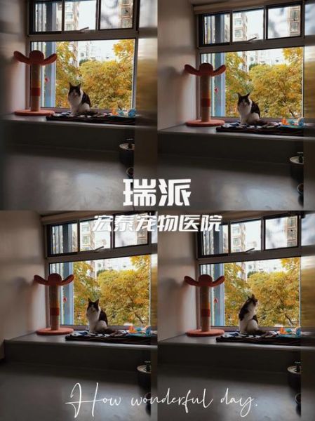 小精灵宠物医院(小精灵宠物医院值得信赖吗)