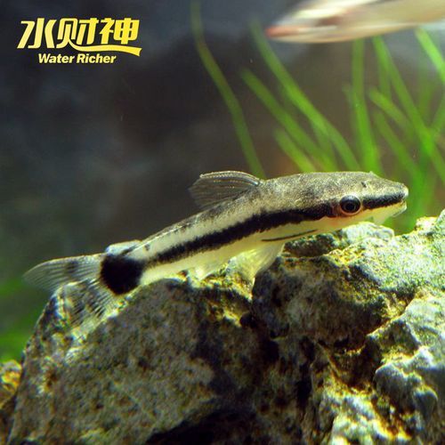 小精灵鱼(它真的能清理掉所有水草缸里的藻类吗)