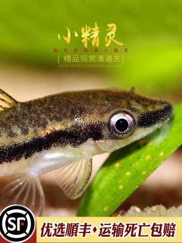 小精灵鱼(它真的能清理掉所有水草缸里的藻类吗)
