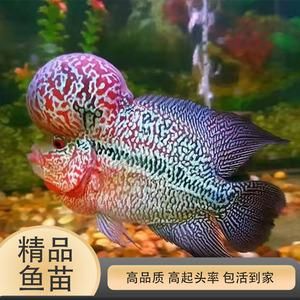 小罗汉鱼价格(哪里能买到便宜货)