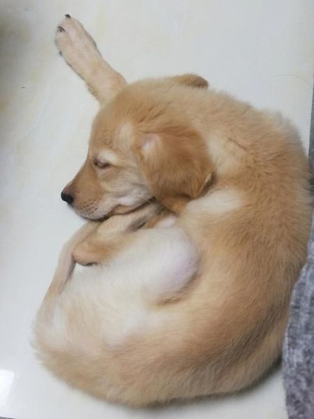 小金毛吃什么好( 稀饭加点肉沫营养高吗)