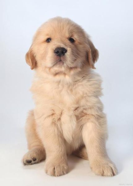 小金毛犬图片(金毛到底适合什么样的人养)