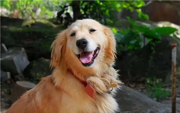 小金毛犬图片(金毛到底适合什么样的人养)