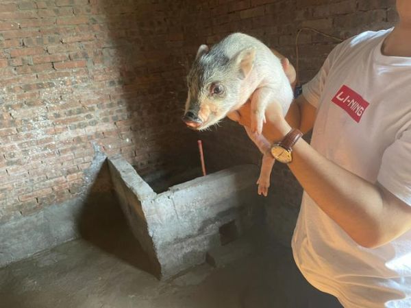 小香猪( 网购宠物猪靠谱吗)