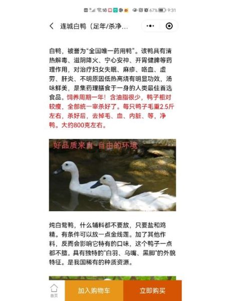 小鸭子吃什么(哪些食物能补充蛋白质)