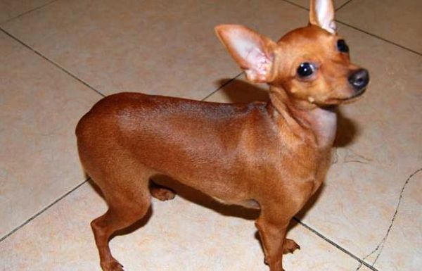 小鹿犬(真的比其他狗狗好养吗)