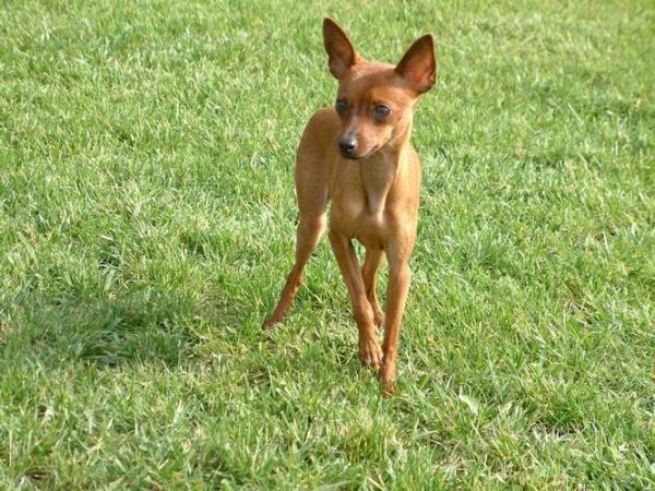 小鹿犬(真的比其他狗狗好养吗)