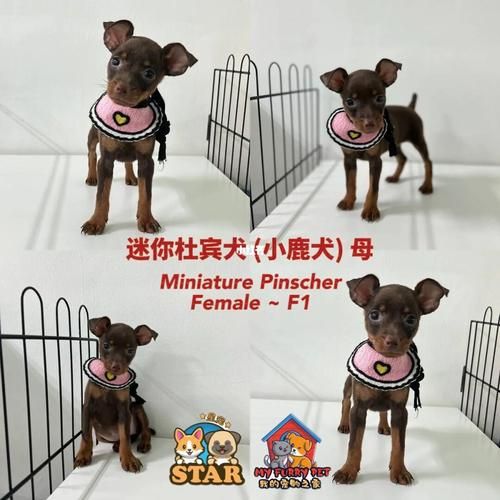 小鹿犬价格(怎么辨别真假)