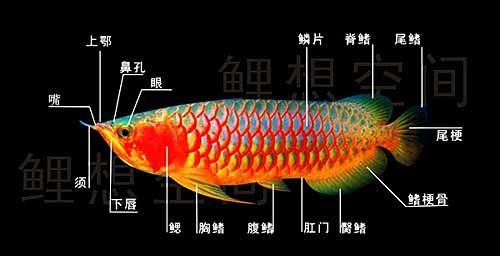 小龙鱼(鱼苗和幼鱼有什么区别)
