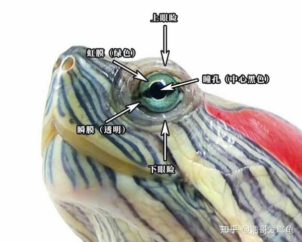 小龟白眼病(该如何预防呢)
