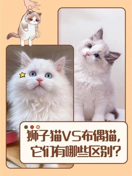 山东狮子猫( 为什么它比布偶猫便宜那么多)