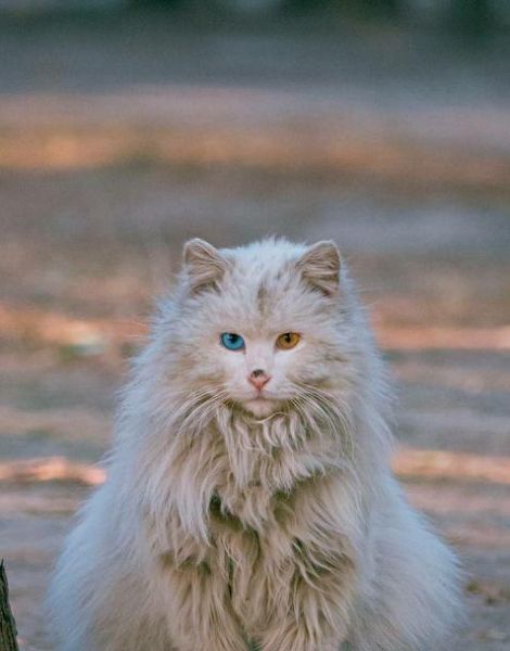 山东狮子猫( 为什么它比布偶猫便宜那么多)